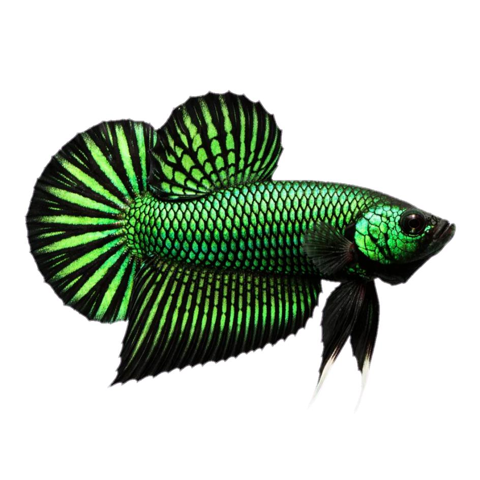 Bettas