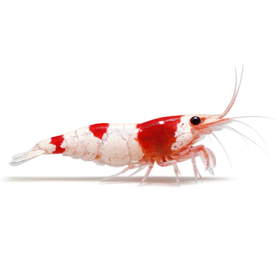 Shrimps