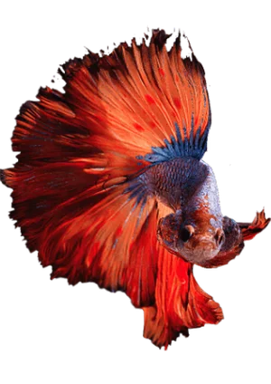 Betta fish